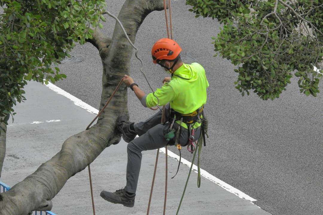 Man hanging on a tree