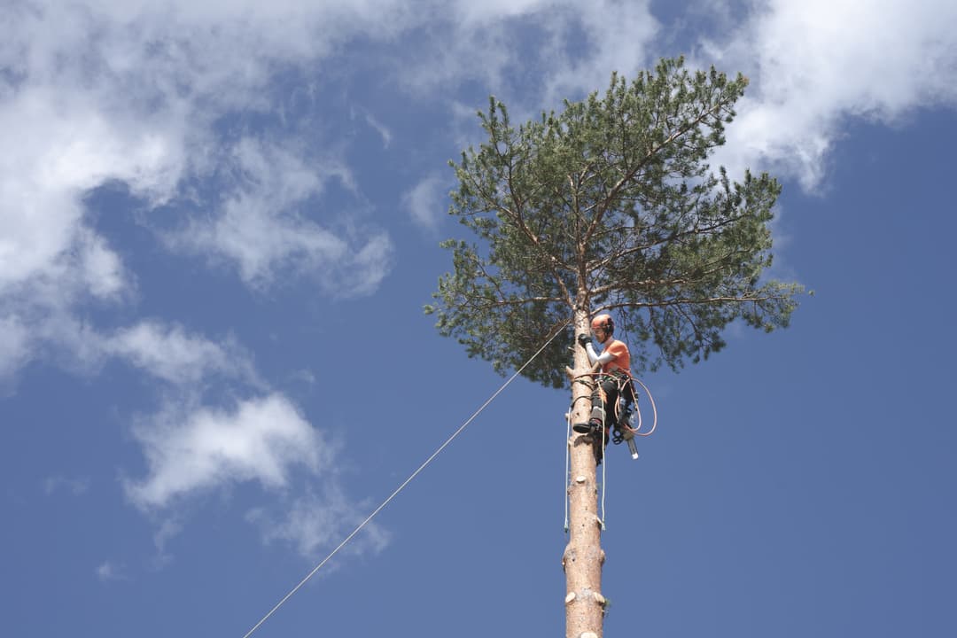 Man pruning a tree 