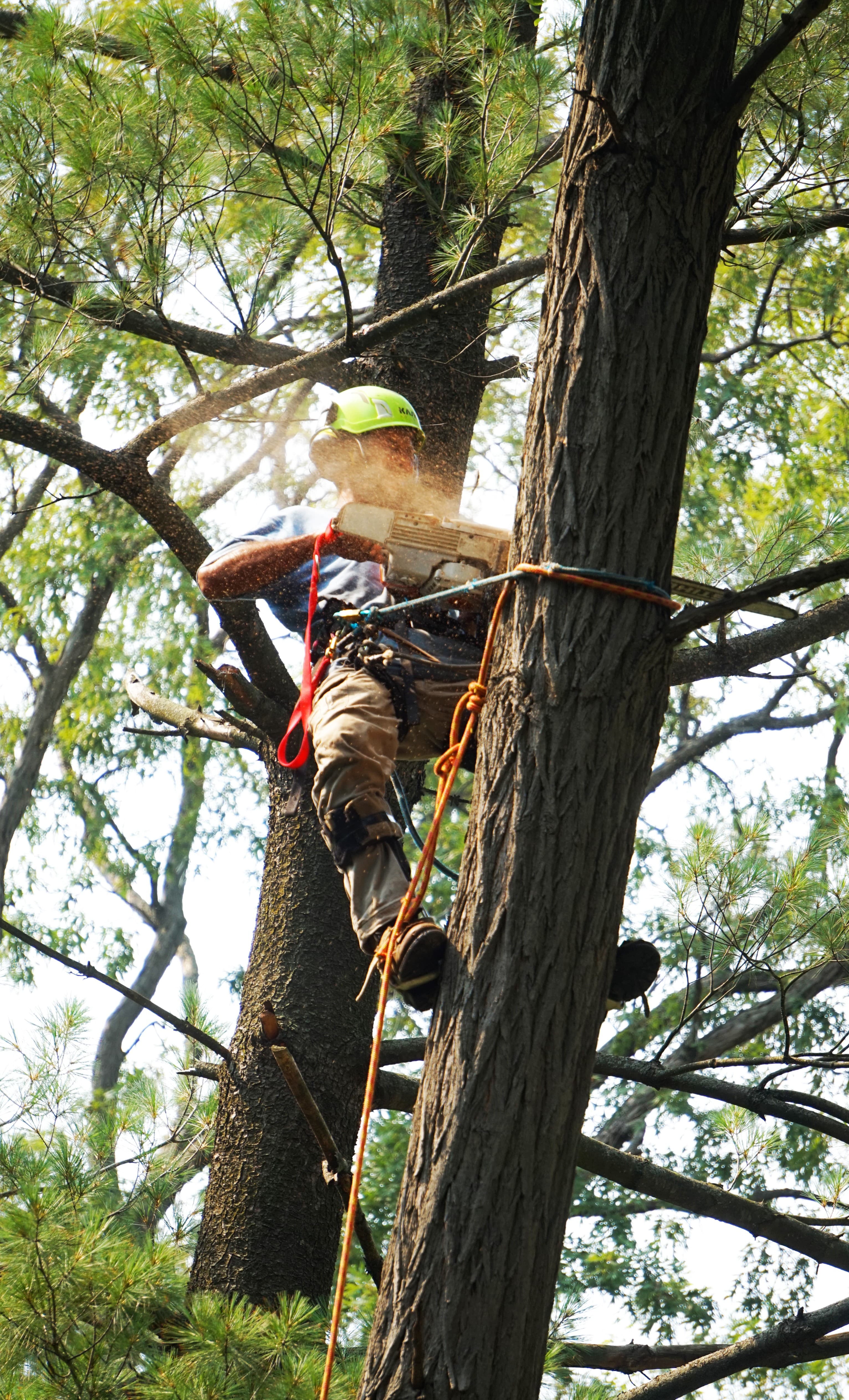 A man cutting a tree